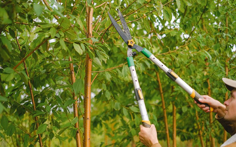 Tree trimming in Wayland, MO